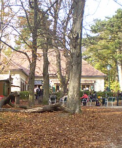 5 Traubeneichen (Quercus petraea), 2 Schwarzkiefern (Pinus nigra)