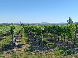 Die Riede Neusätzen in Stammersdorf, Blick vom Breitenweg Richtung Süden zu Stadt, im Hintergrund der Anninger