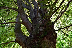 Rotbuche (Fagus sylvatica)