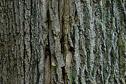 Stieleiche in Magersdorf