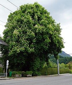 Rosskastanie an der Bachstraße