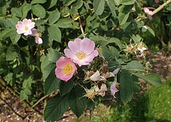 Rosa sherardii