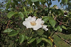 Rosa zalana