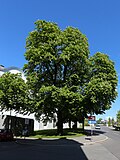 Rosskastanie