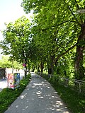 Rosskastanienbäume