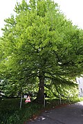 Rotbuche