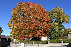 1 alte Linde und 1 alte Roteiche