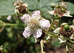 Rubus orthostachys