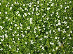 Sagina subulata