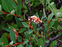 Salix myrtilloides