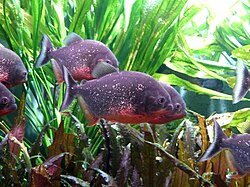Rote Piranhas im Aquarium