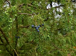 7 Wacholderbüsche "Wacholderbestand"