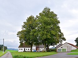 Lindengruppe in Mittelbach