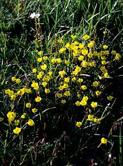 Saxifraga hirculus