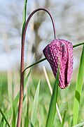 Schachblume in Luising