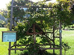 Schneeglöckchenbaum, Sträuchergruppe oberhalb von Toblaten beim Weiler Hof