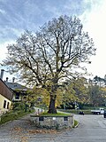 1 Schubertlinde