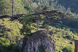 Schwarzföhre Bruthenne