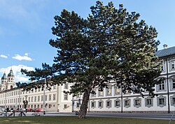 Schwarzföhre und drei Eiben gegenüber dem Eingang des Volkskundemuseums