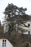 2 Föhren