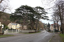 2 Schwarzföhren und Umgebung