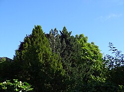 25 Schwarzkiefern (Pinus nigra), Blutbuche (Fagus sylvatica „Atropunicea“)