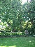 Schwarznußbaum (Juglans nigra)