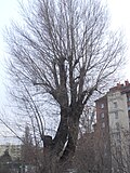 1 Schwarzpappel (Populus nigra)