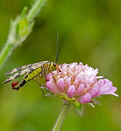 Panorpa vulgaris, Männchen