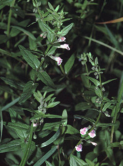 Scutellaria minor