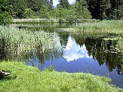 Seerosenweiher (Lanser Moor)