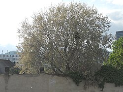 Silberpappel (Populus alba)