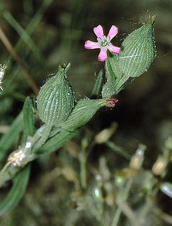 Silene conica