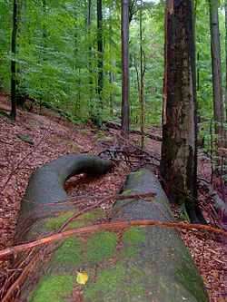 Rožok, Nationalpark Poloniny (Slowakei)
