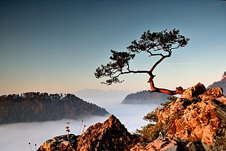 Blick von der Sokolica mit der Tatra im Hintergrund; Nebel im Dunajec-Durchbruch ist typisch für den Spätherbst
