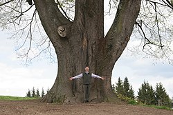 Sommer-Linde beim Schloss Moosheim in Prebl
