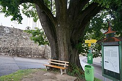 Sommer-Linde bei der Kirche St. Leonhard