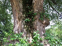 Sommer-Linde in Zellbach