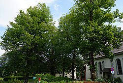 Sommer-Linde am Kirchplatz in Maria Elend