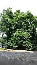 Sommerlinde (Tilia platyphyllos)