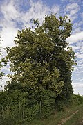 Sommerlinde (Tilia platyphyllos), Doppellinde