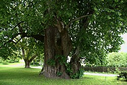 Sommer-Linde in Bodensdorf