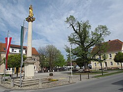 Sommerlinde (Tilia platyphyllos)