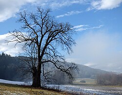 Sommer-Linde in Lind bei Stegendorf
