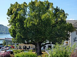 Sommer-Linde in Maria Wörth
