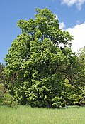 2 Sommerlinden (Tilia platyphyllos)