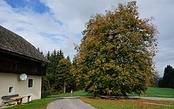 Sommer-Linde in Glanhofen