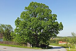 Linde in Hirschenwies