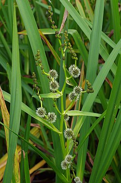 Sparganium erectum subsp. oocarpum, nicht unbedingt die Unterart oocarpum