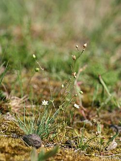 Spergula morisonii